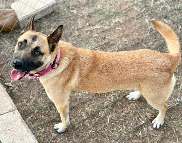 Enlarge Linda, a ADOPTABLE mixed breed in Dale, TX image 4/4