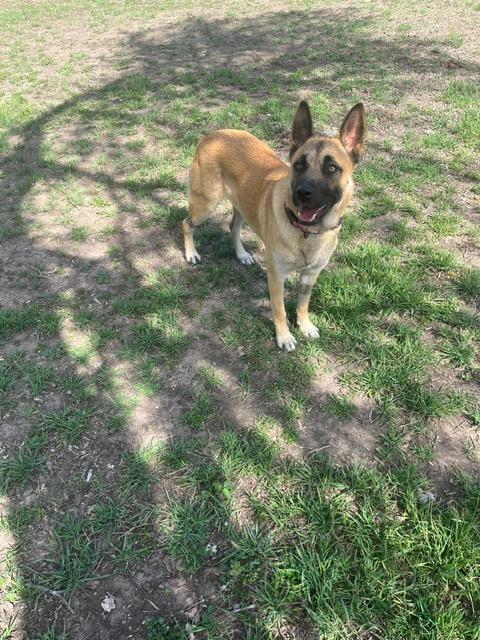 Enlarge Linda, a ADOPTABLE mixed breed in Dale, TX image 2/4