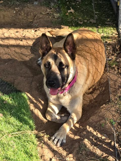 Enlarge Linda, a ADOPTABLE mixed breed in Dale, TX image 3/4