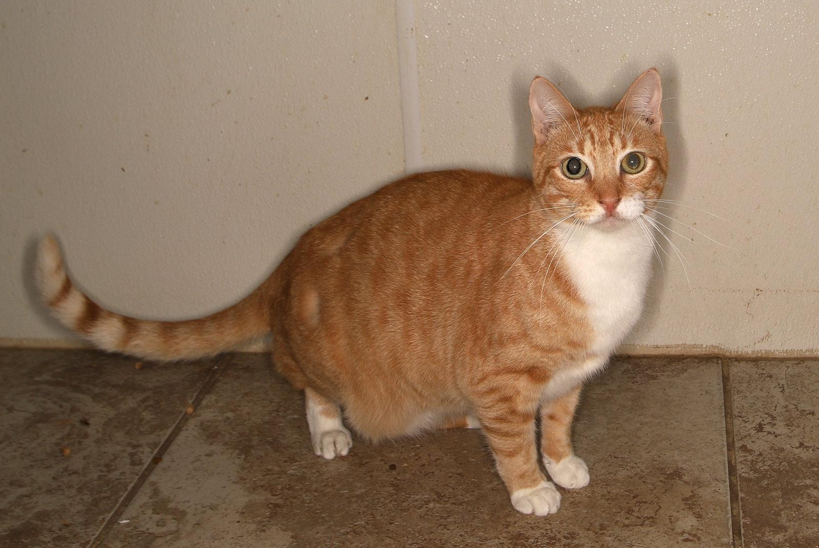 Dominic - PSA, Adoptable, Adult Male Tabby.