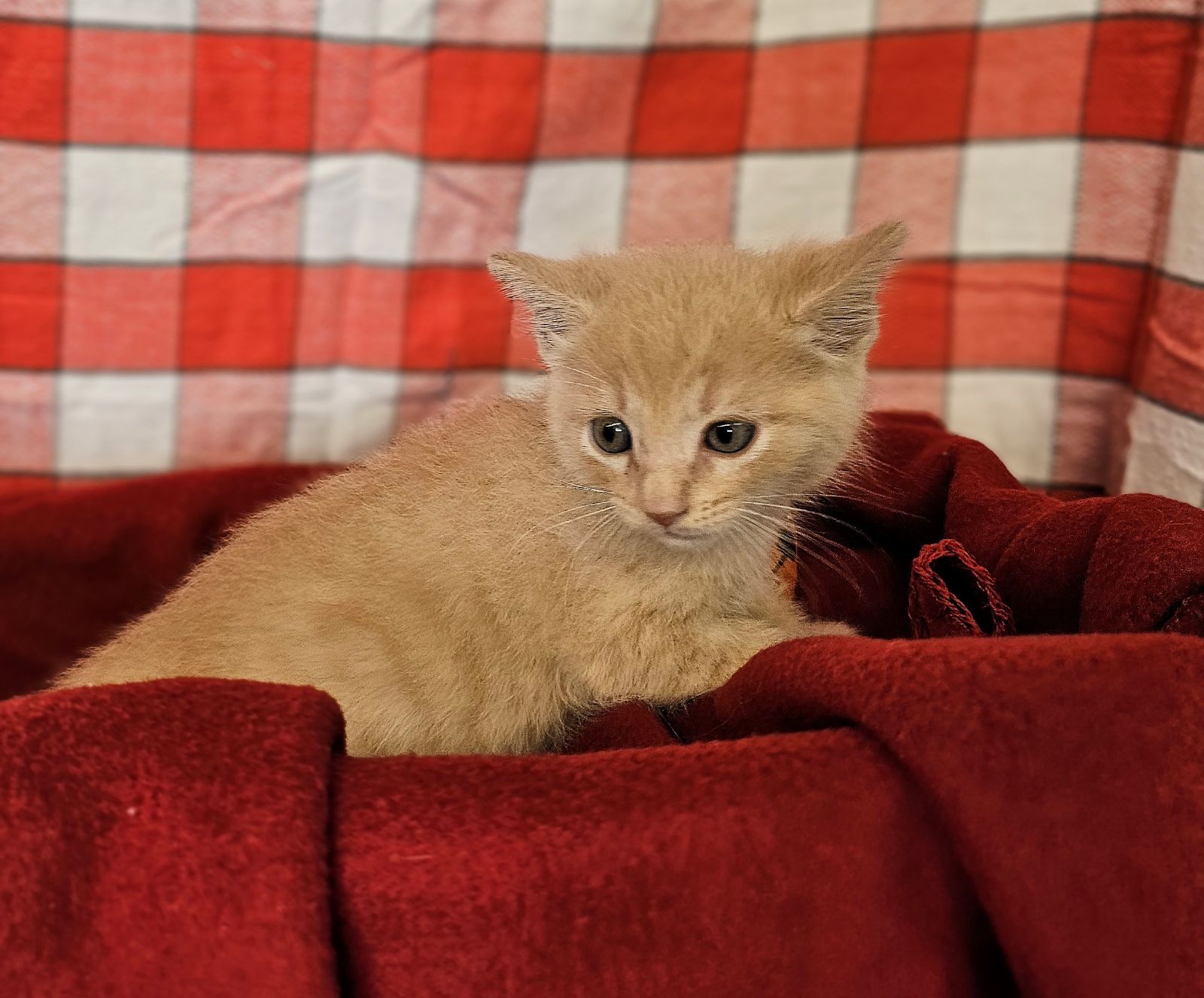 Cat for adoption Rebel, a Tabby in Gonzales, TX Petfinder