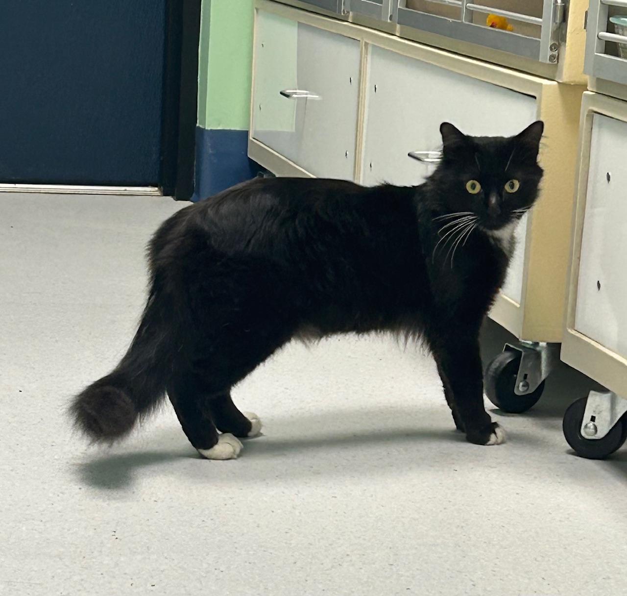 Comet, ADOPTABLE, Adult Male Domestic Medium Hair.