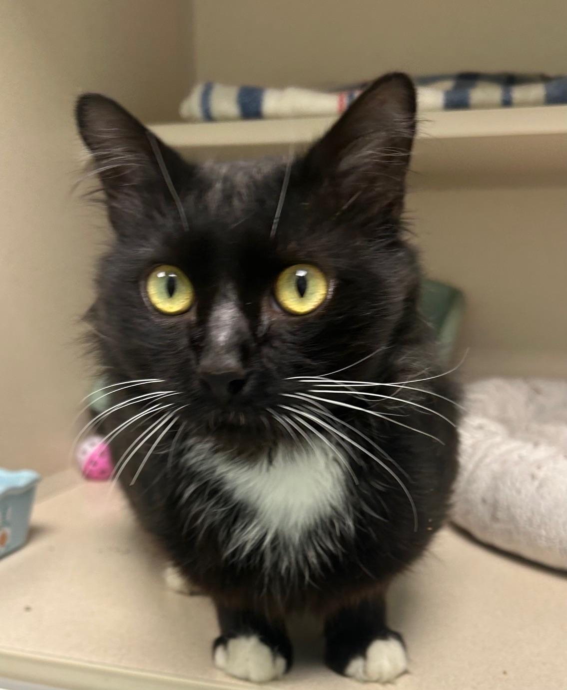 Comet, a ADOPTABLE Domestic Medium Hair in Milton, MA image 2/2