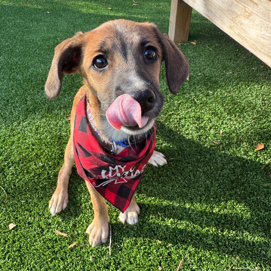 Enlarge Gomez, a Adoptable Mixed Breed in Summerfield, NC image 1/6