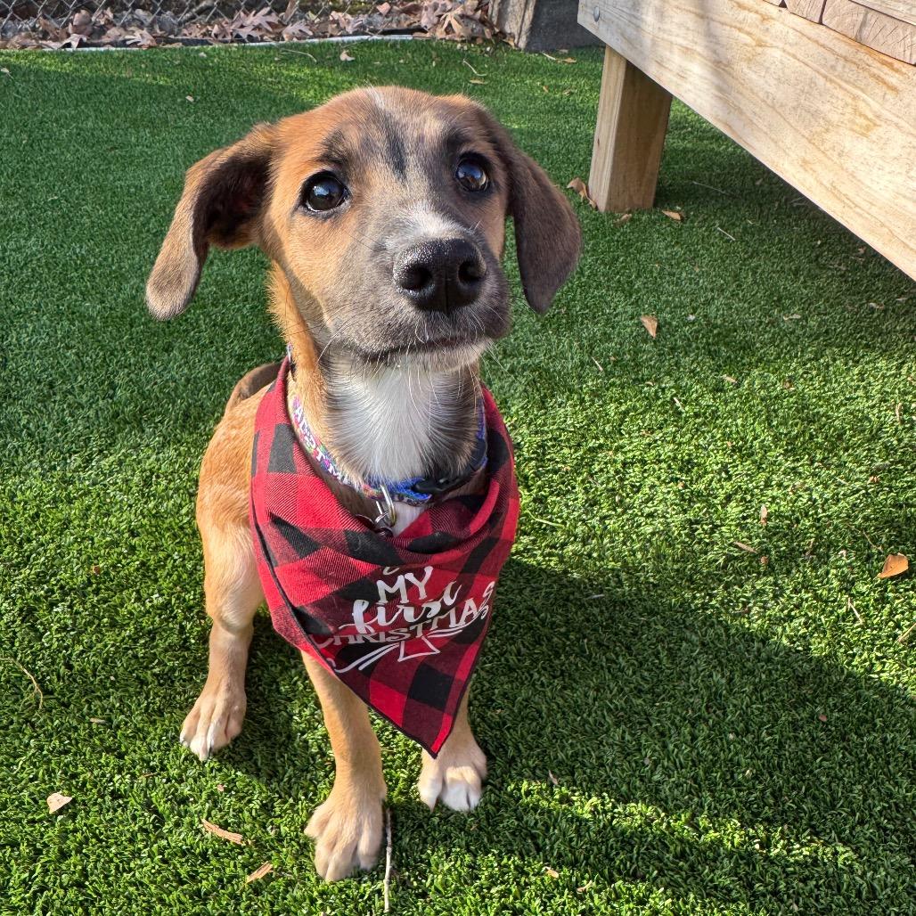 Enlarge Gomez, a Adoptable Mixed Breed in Summerfield, NC image 2/6