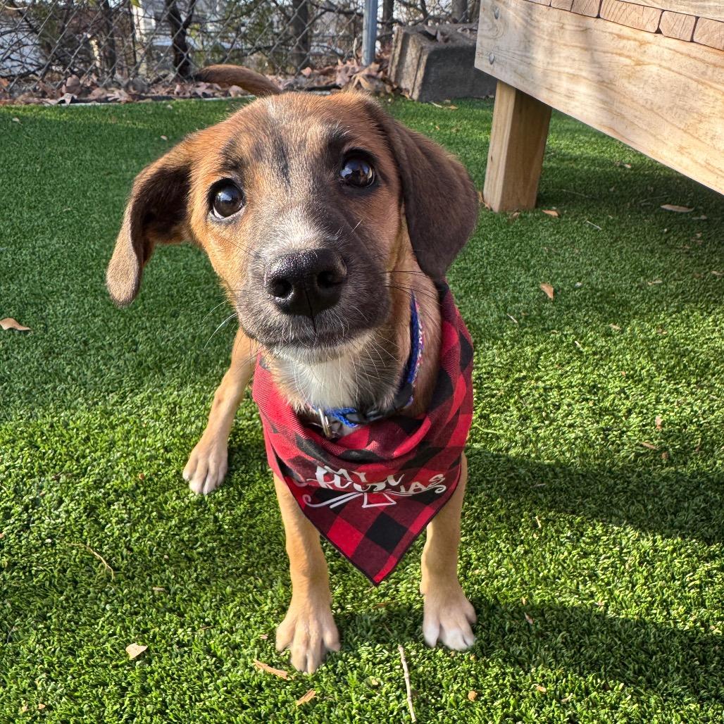 Enlarge Gomez, a Adoptable Mixed Breed in Summerfield, NC image 2/6