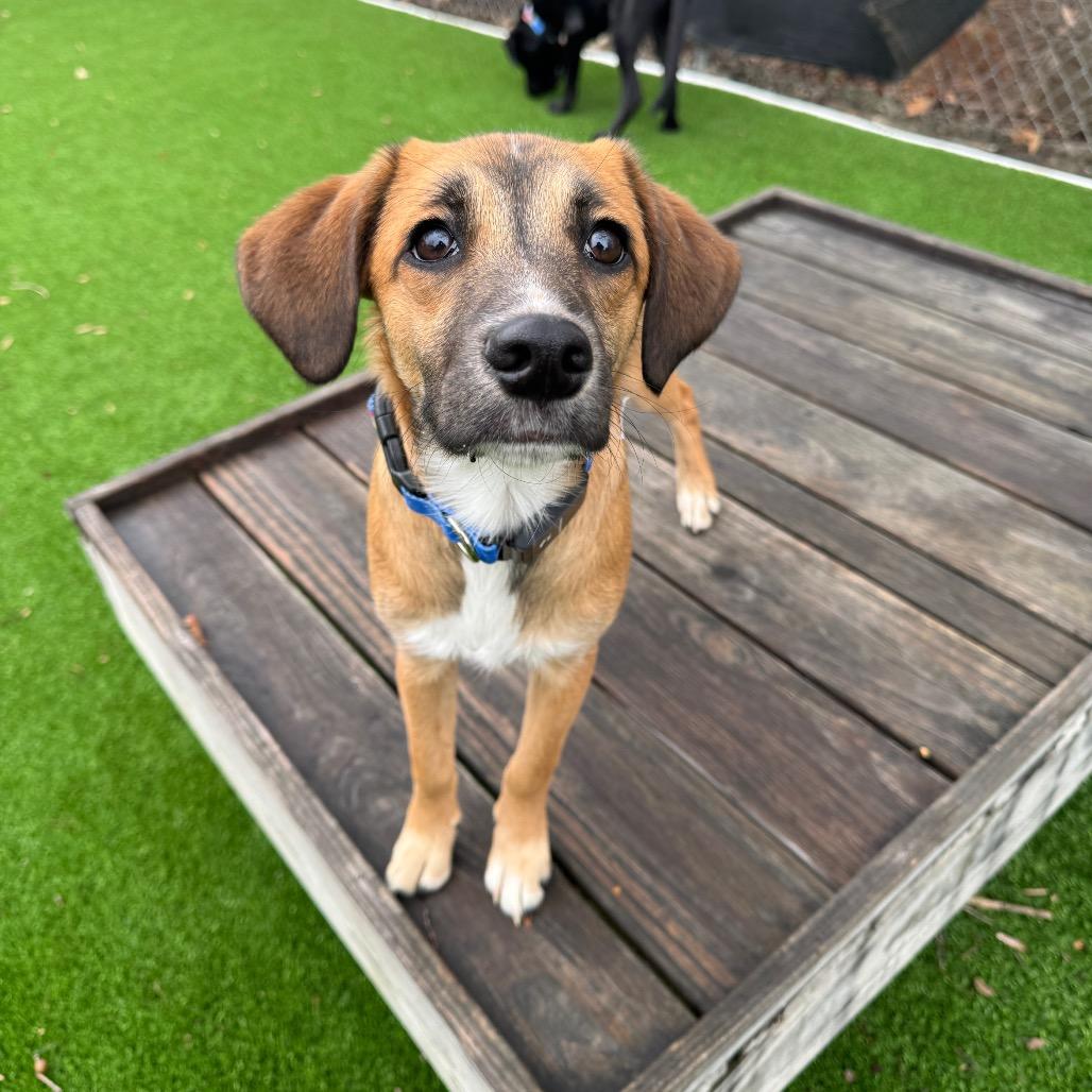 Enlarge Gomez, a Adoptable Mixed Breed in Summerfield, NC image 3/6