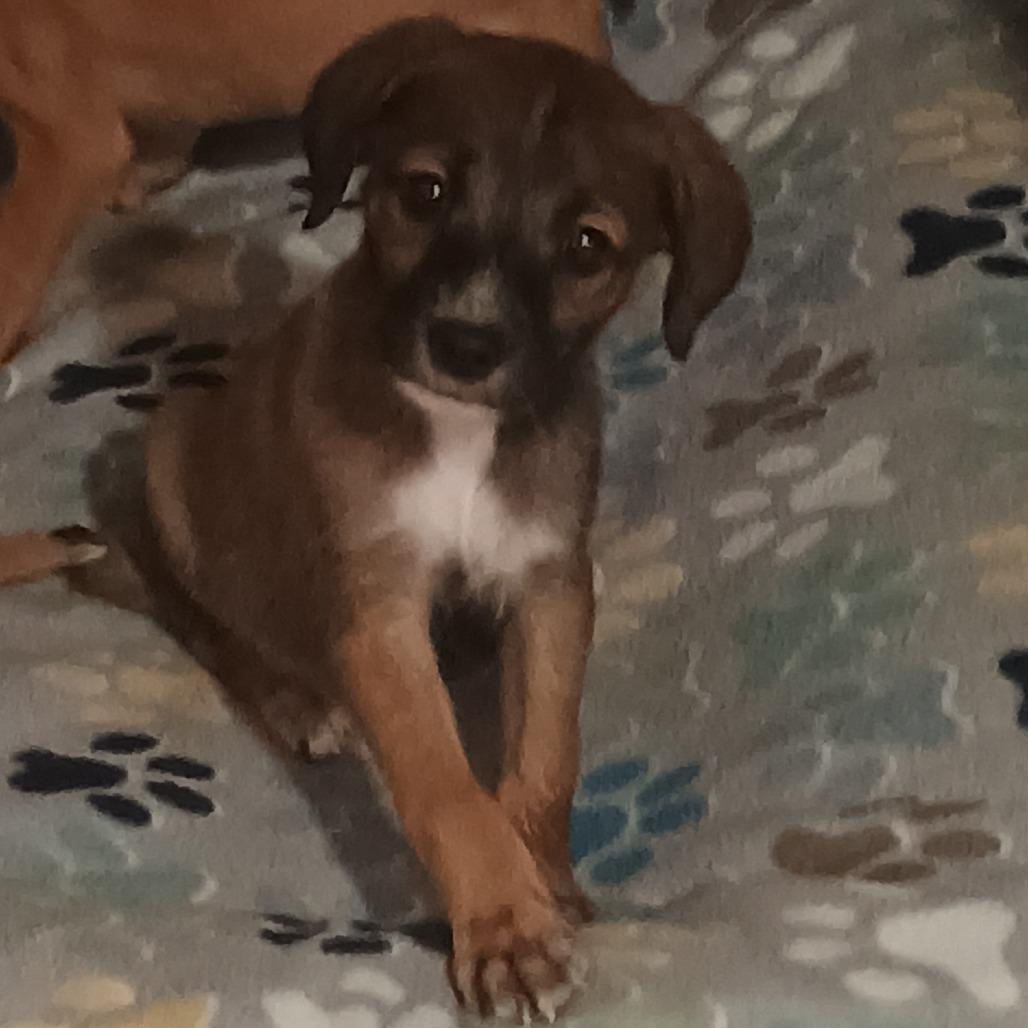 Enlarge Gomez, a Adoptable Mixed Breed in Summerfield, NC image 3/6