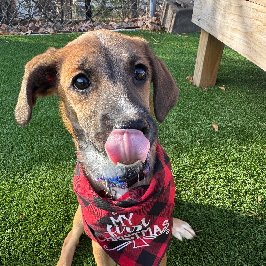 Enlarge Gomez, a Adoptable Mixed Breed in Summerfield, NC image 4/6