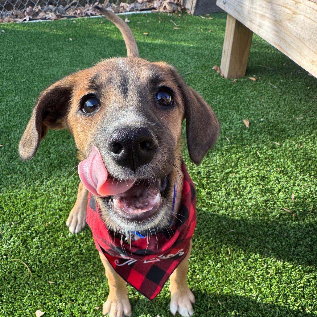 Enlarge Gomez, a Adoptable Mixed Breed in Summerfield, NC image 5/6