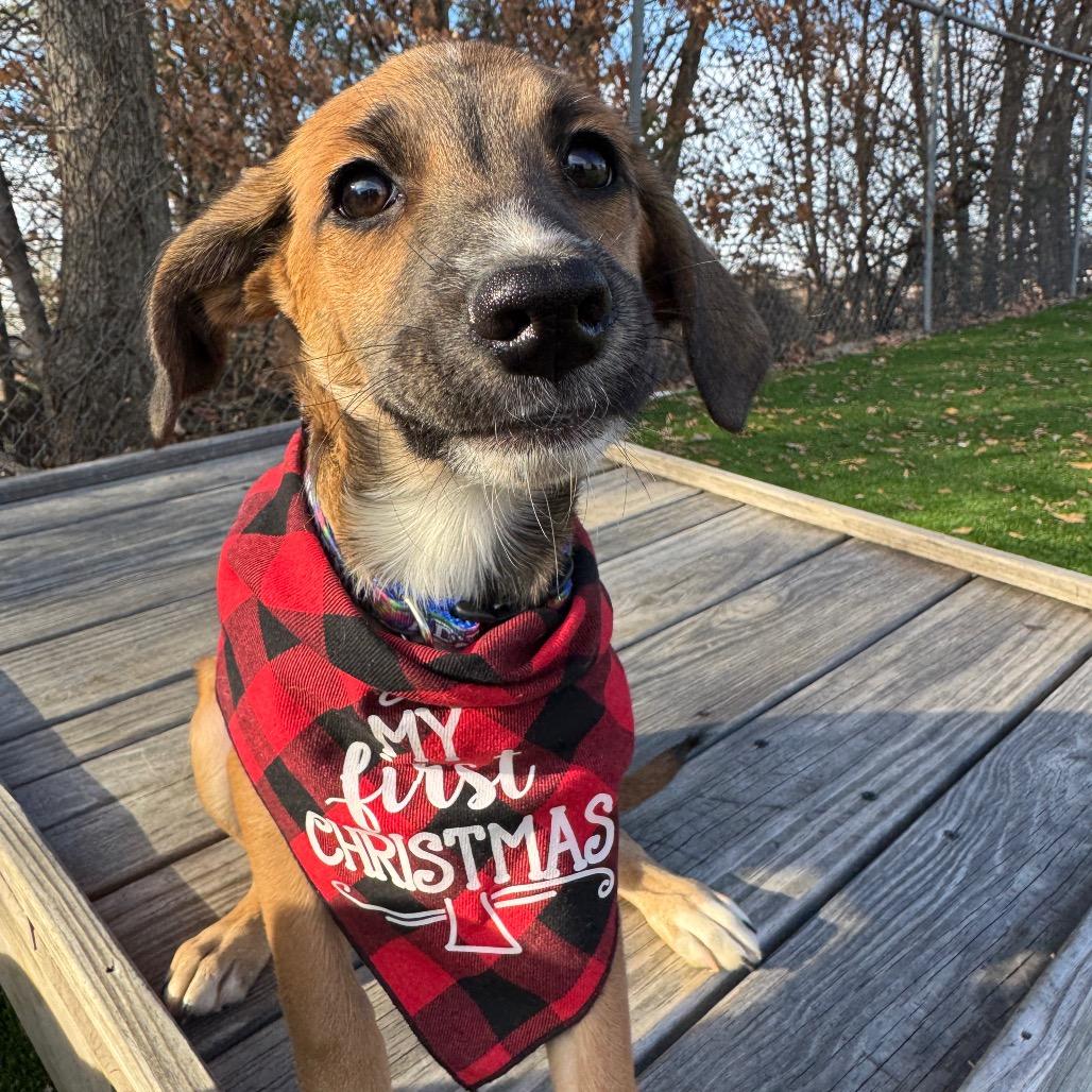 Enlarge Gomez, a Adoptable Mixed Breed in Summerfield, NC image 6/6