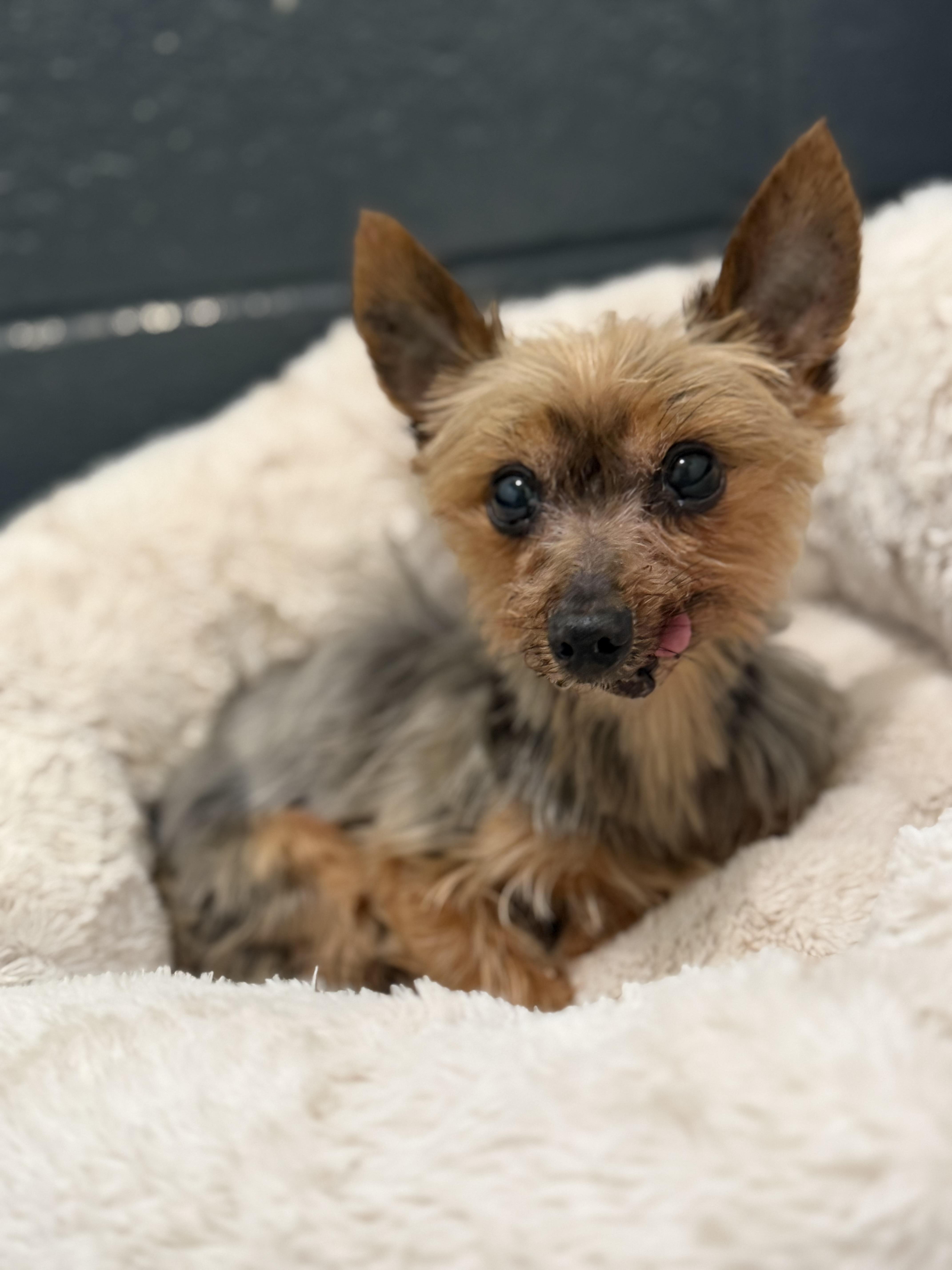 Patrick, an adopted Yorkshire Terrier in Medford, NJ image 3/6