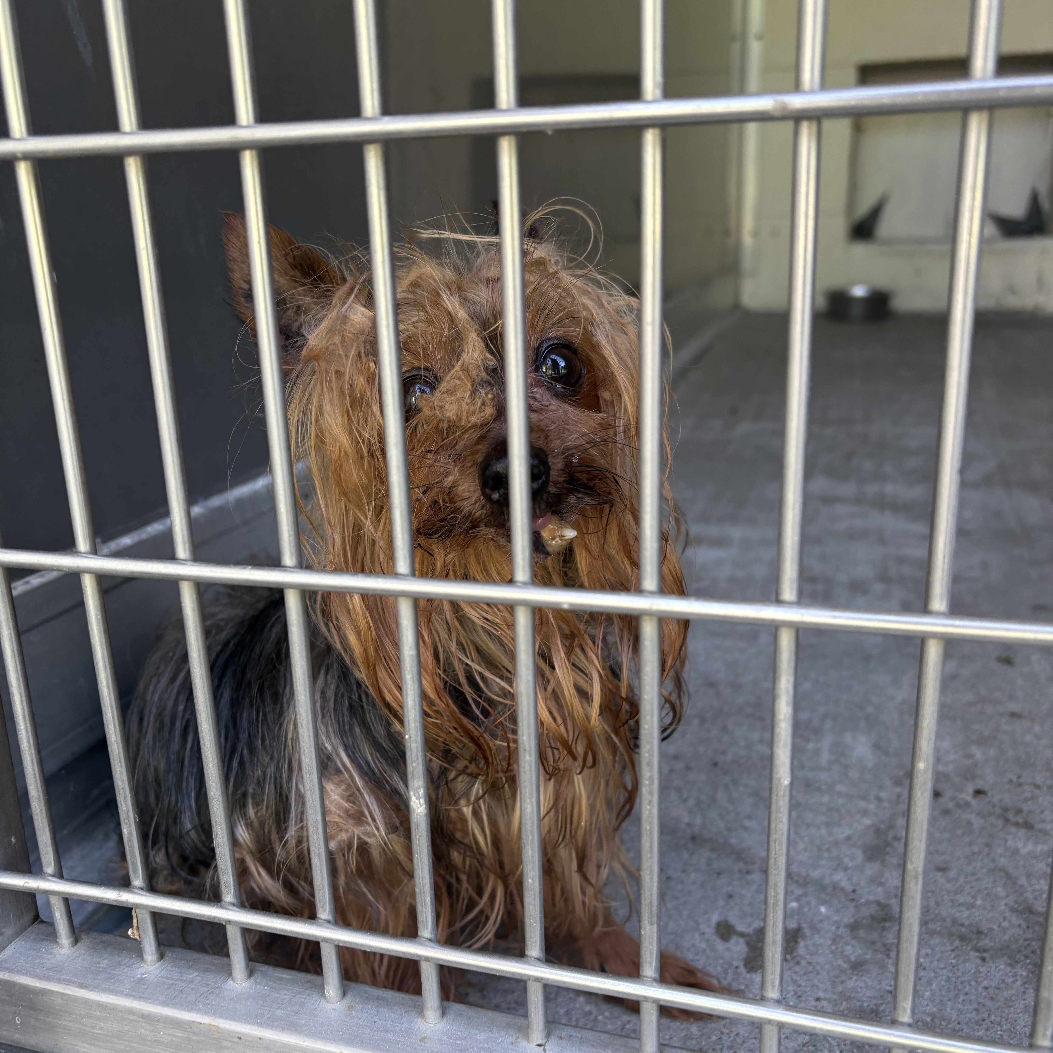Patrick, an adopted Yorkshire Terrier in Medford, NJ image 5/6