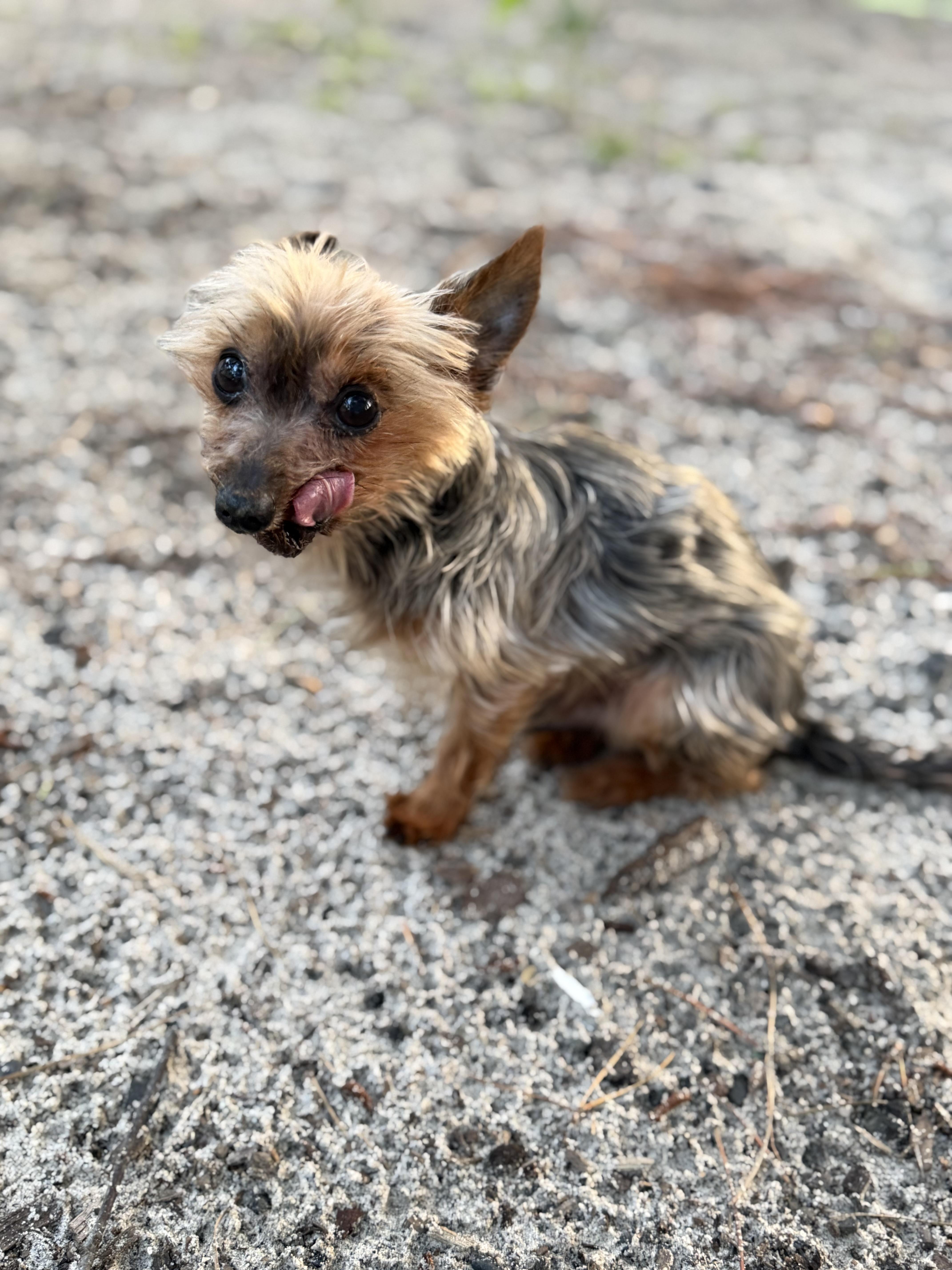 Patrick, an adopted Yorkshire Terrier in Medford, NJ image 4/6