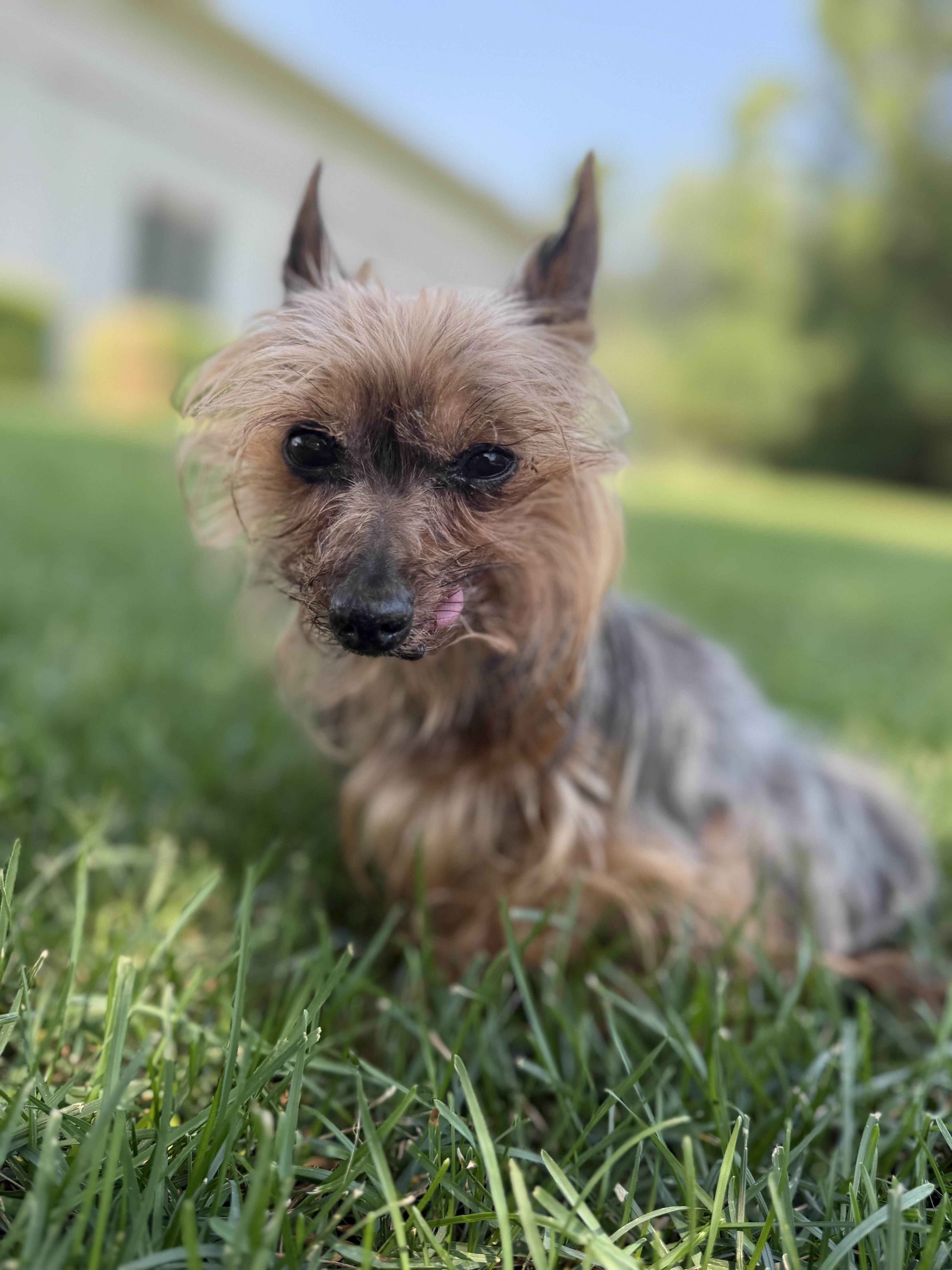 Patrick, an adopted Yorkshire Terrier in Medford, NJ image 2/6