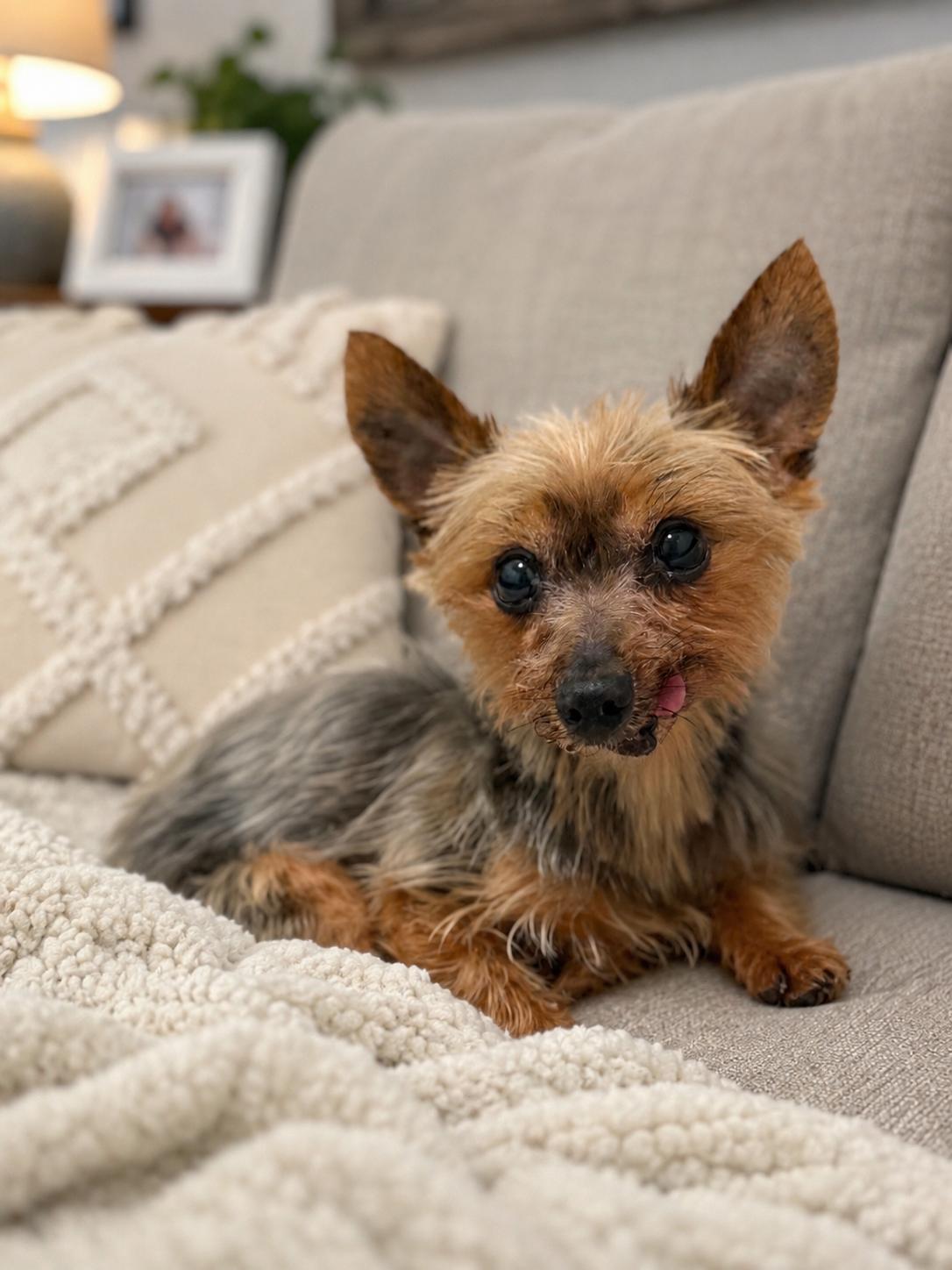 Patrick, adopted, Young Male Yorkshire Terrier.