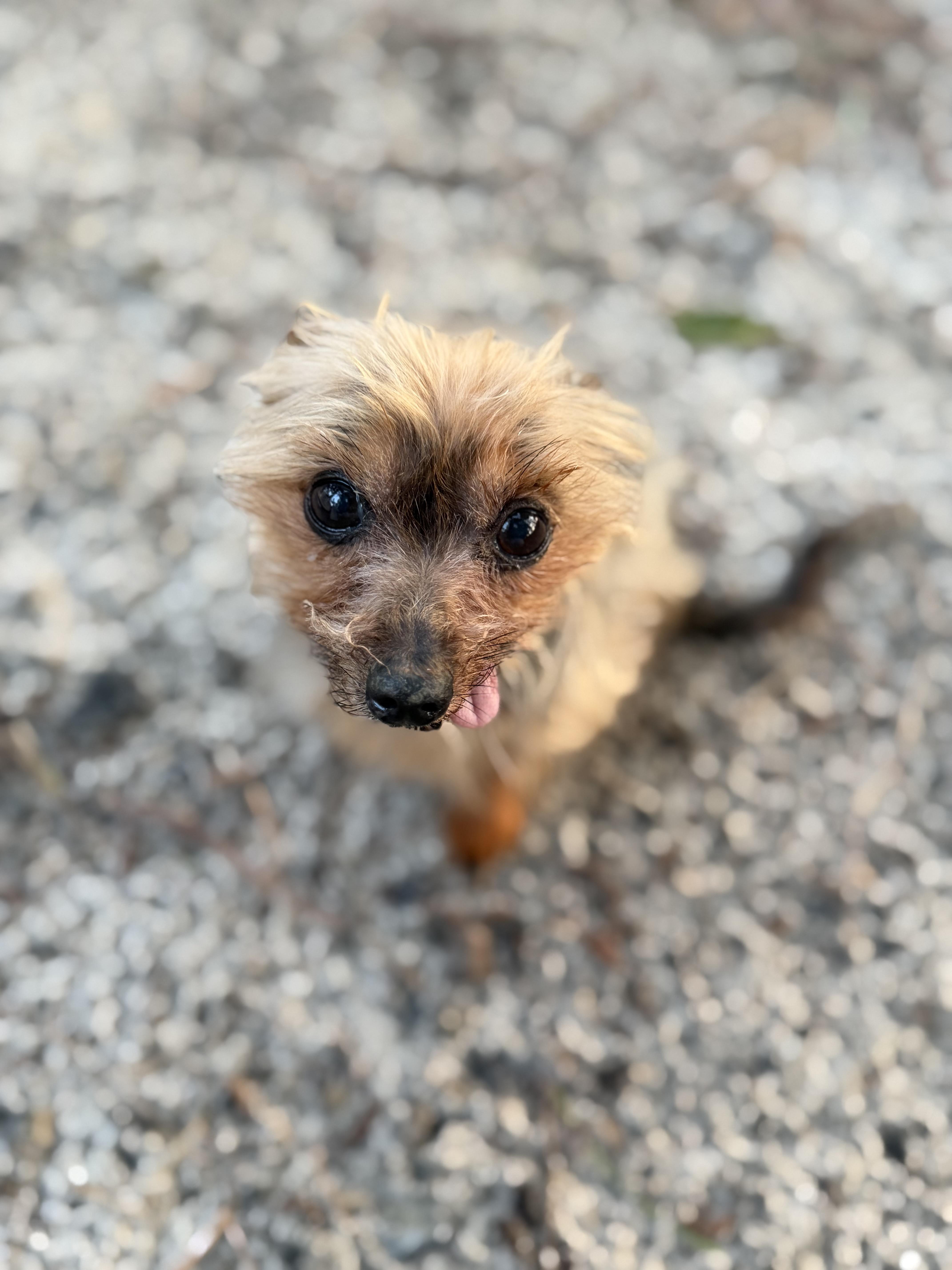 Patrick, an adopted Yorkshire Terrier in Medford, NJ image 6/6