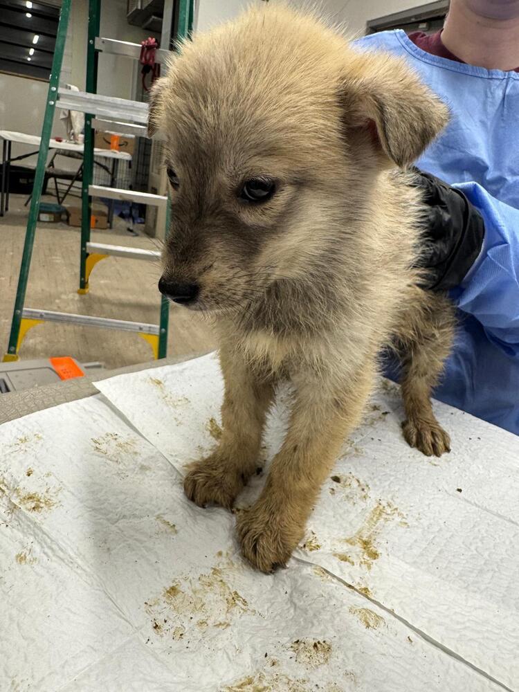 Song Dog, Adoptable, Puppy Female Husky & Mixed Breed.