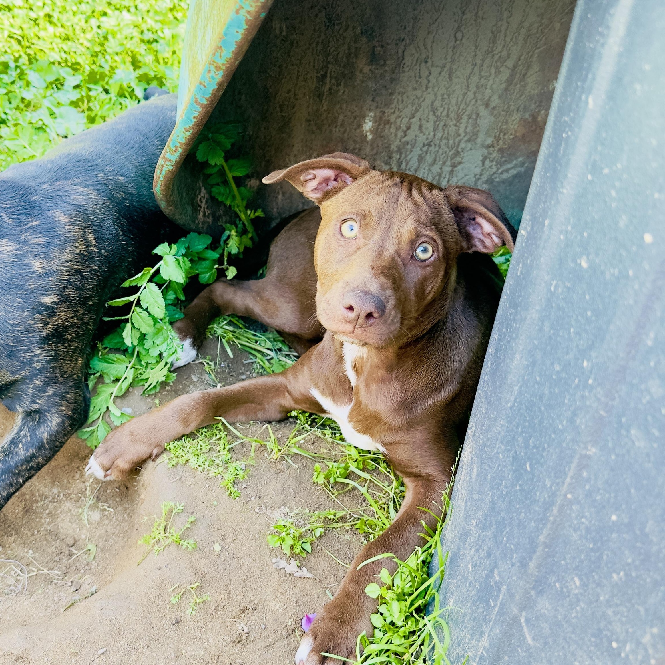 Electra — thumbnail 2