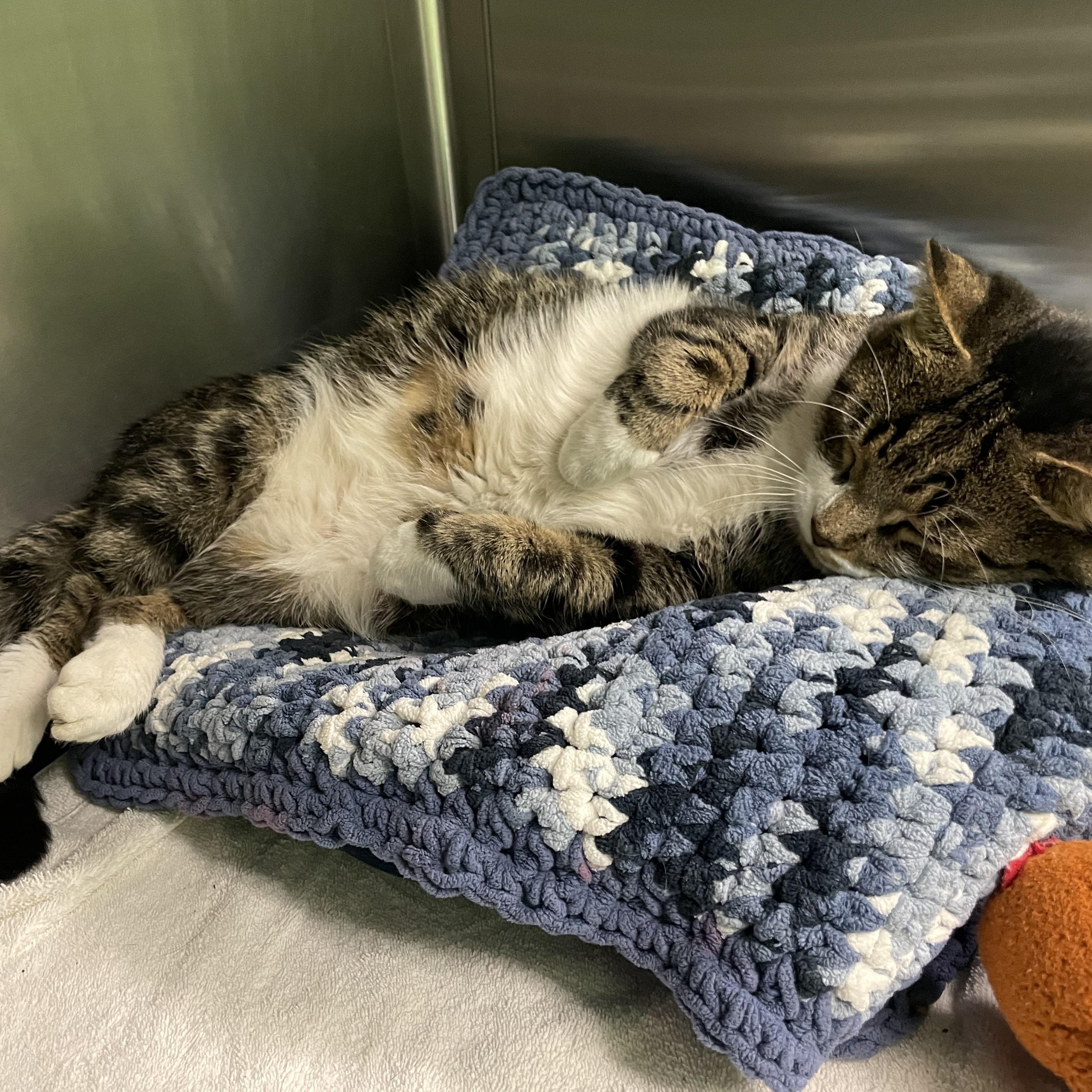 Enlarge Rico, a Adoptable Domestic Short Hair in Greenbelt, MD image 2/6