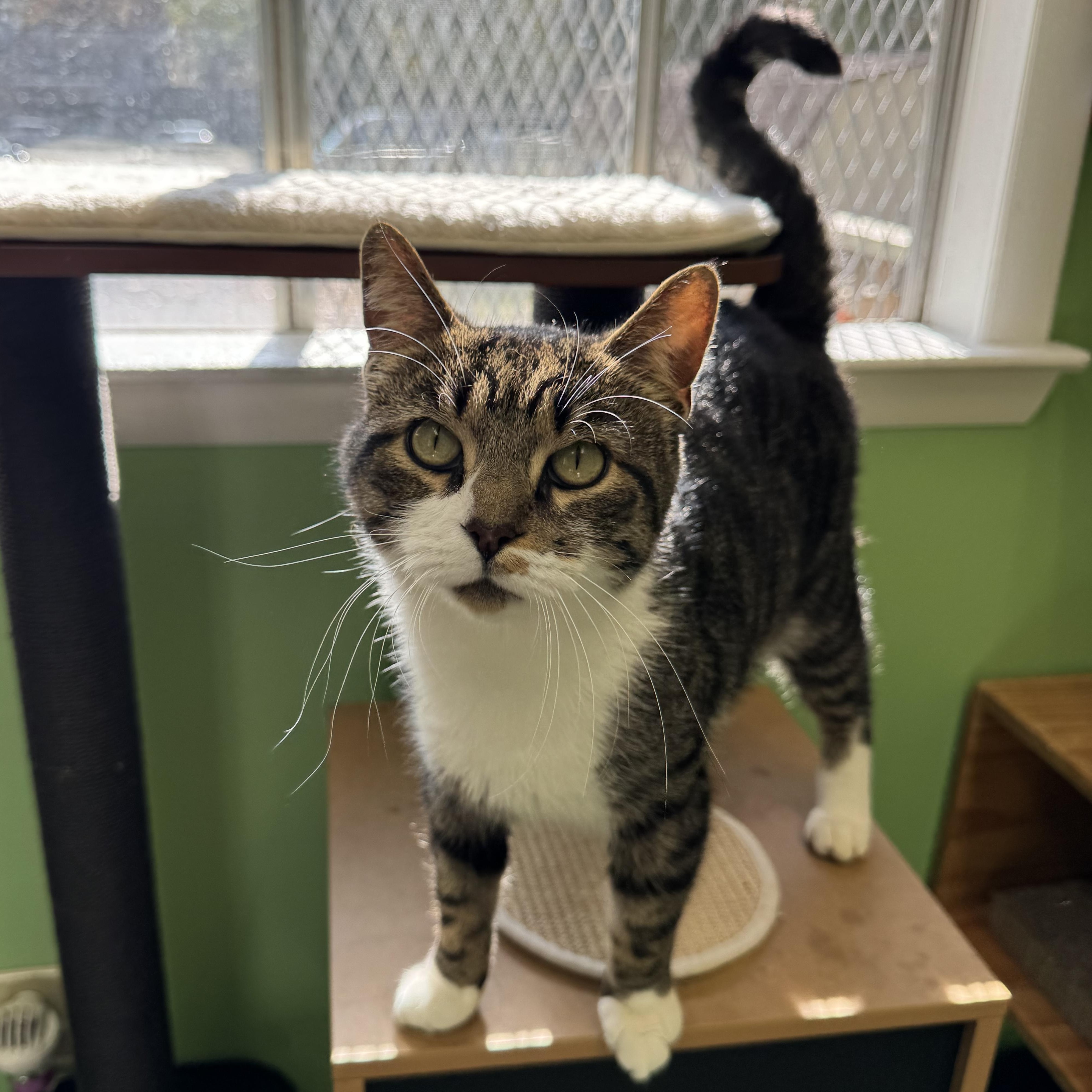 Rico, Adoptable, Adult Male Domestic Short Hair.