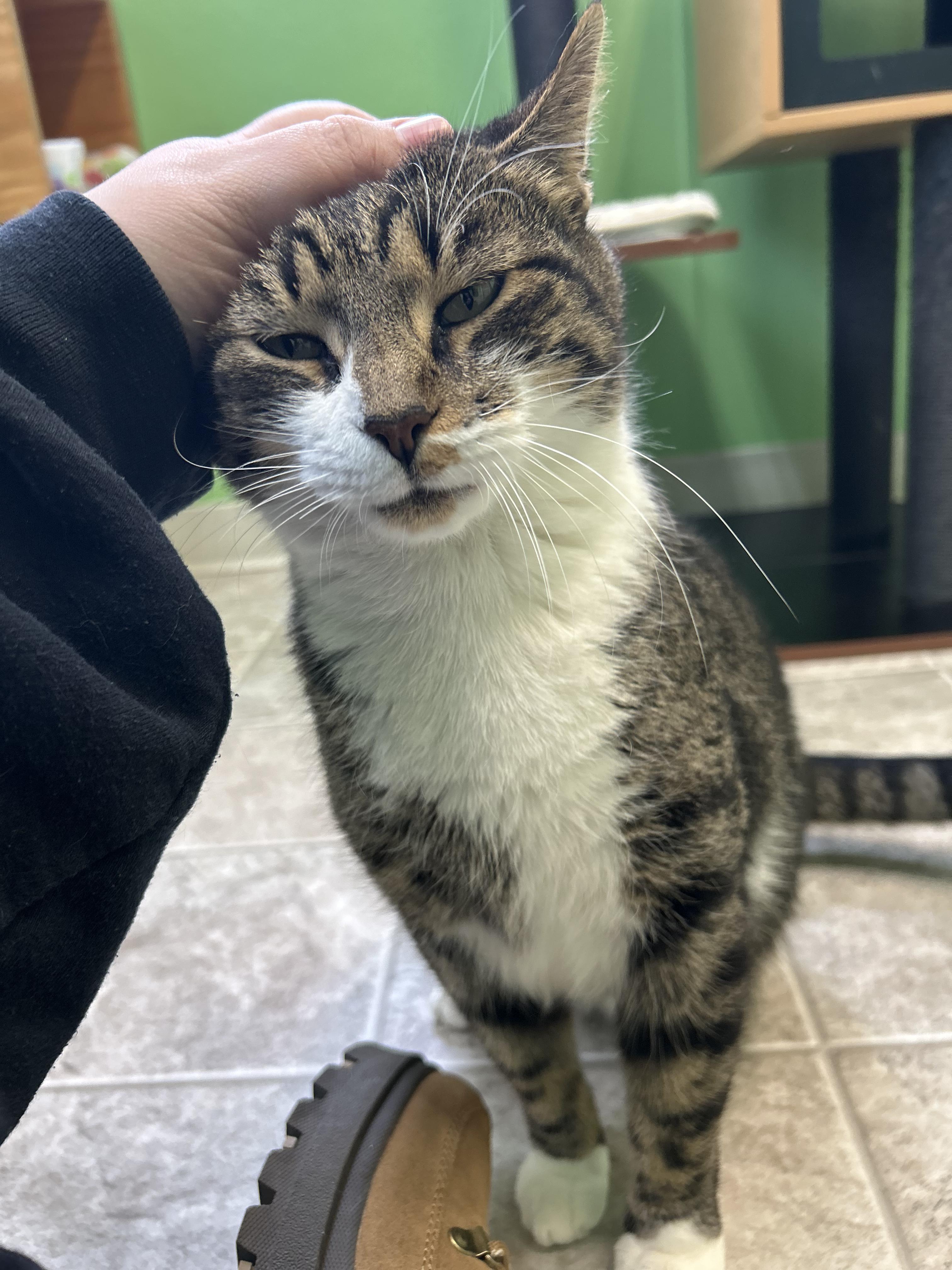 Enlarge Rico, a Adoptable Domestic Short Hair in Greenbelt, MD image 4/6