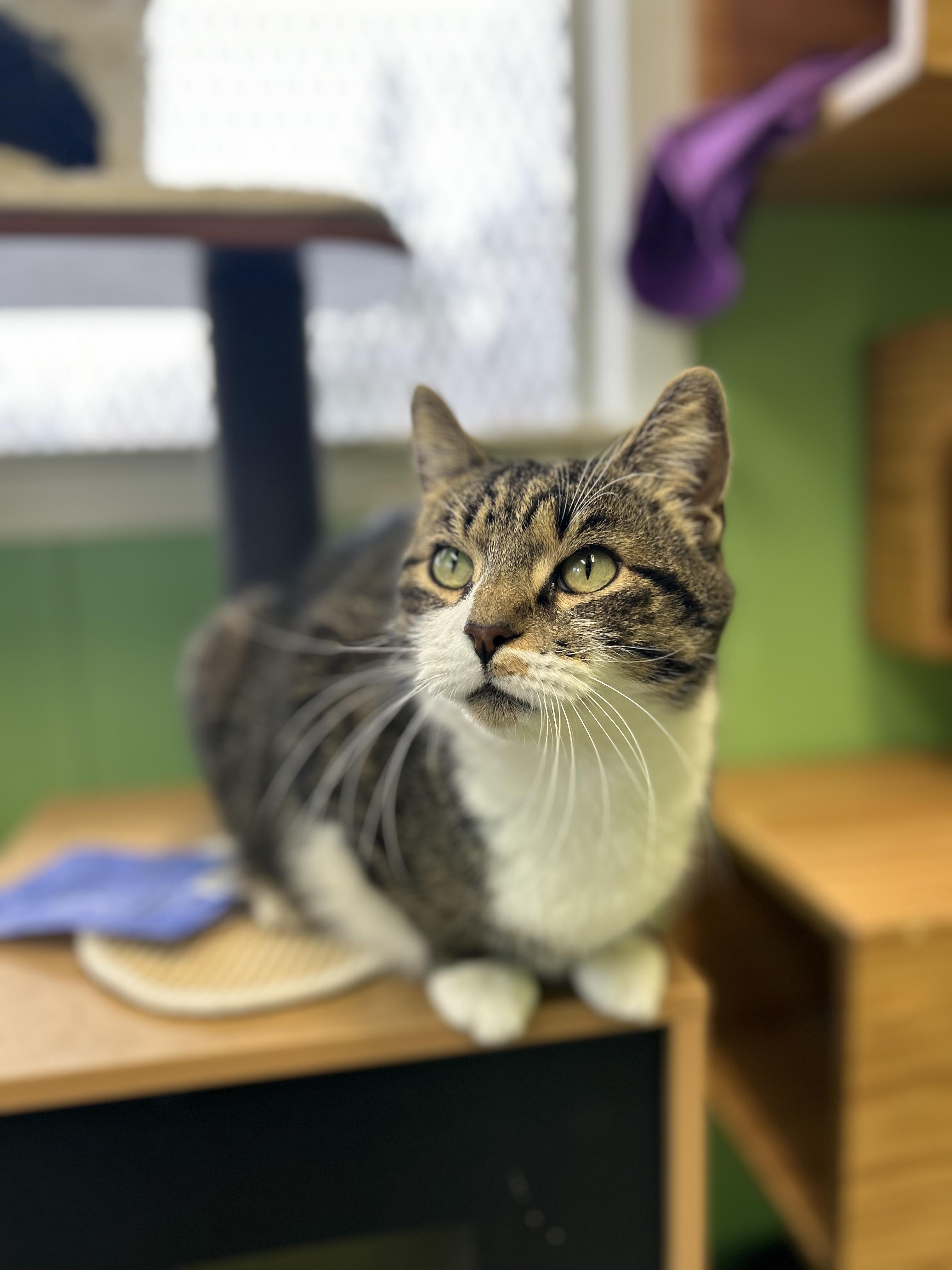 Enlarge Rico, a Adoptable Domestic Short Hair in Greenbelt, MD image 5/6