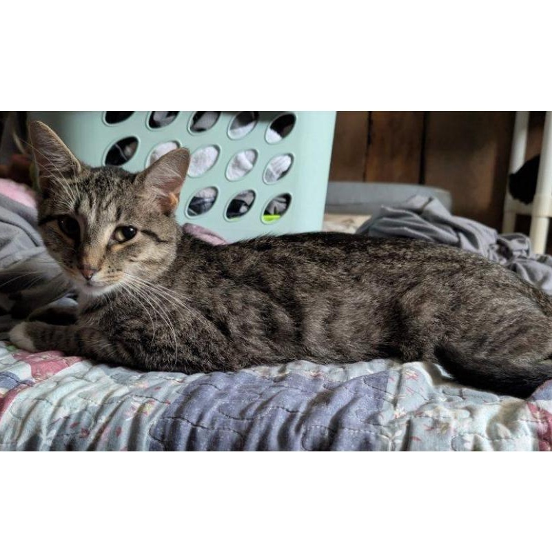 Asher, Adoptable, Kitten Male Domestic Short Hair.