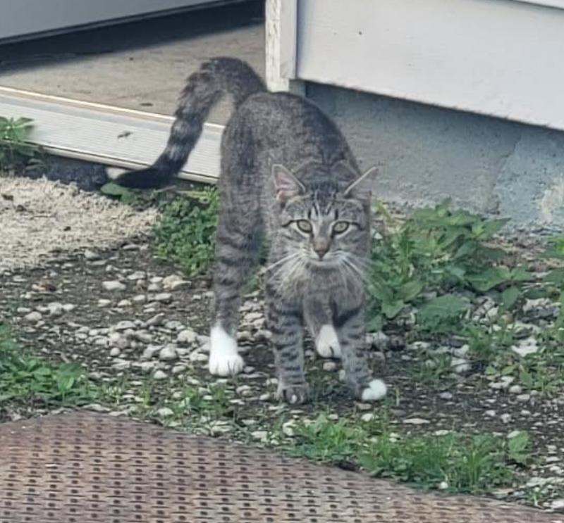 Asher, a Adoptable Domestic Short Hair in Maineville, OH image 2/4