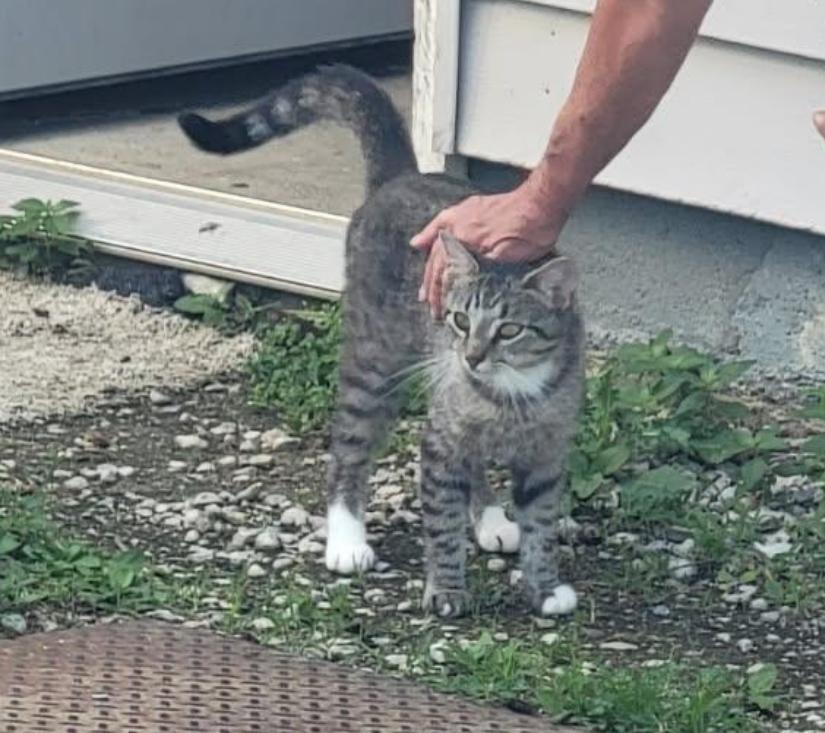 Asher, a Adoptable Domestic Short Hair in Maineville, OH image 3/4