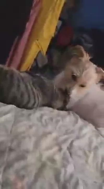 Enlarge Asher, a Adoptable Domestic Short Hair in Maineville, OH video 4/4