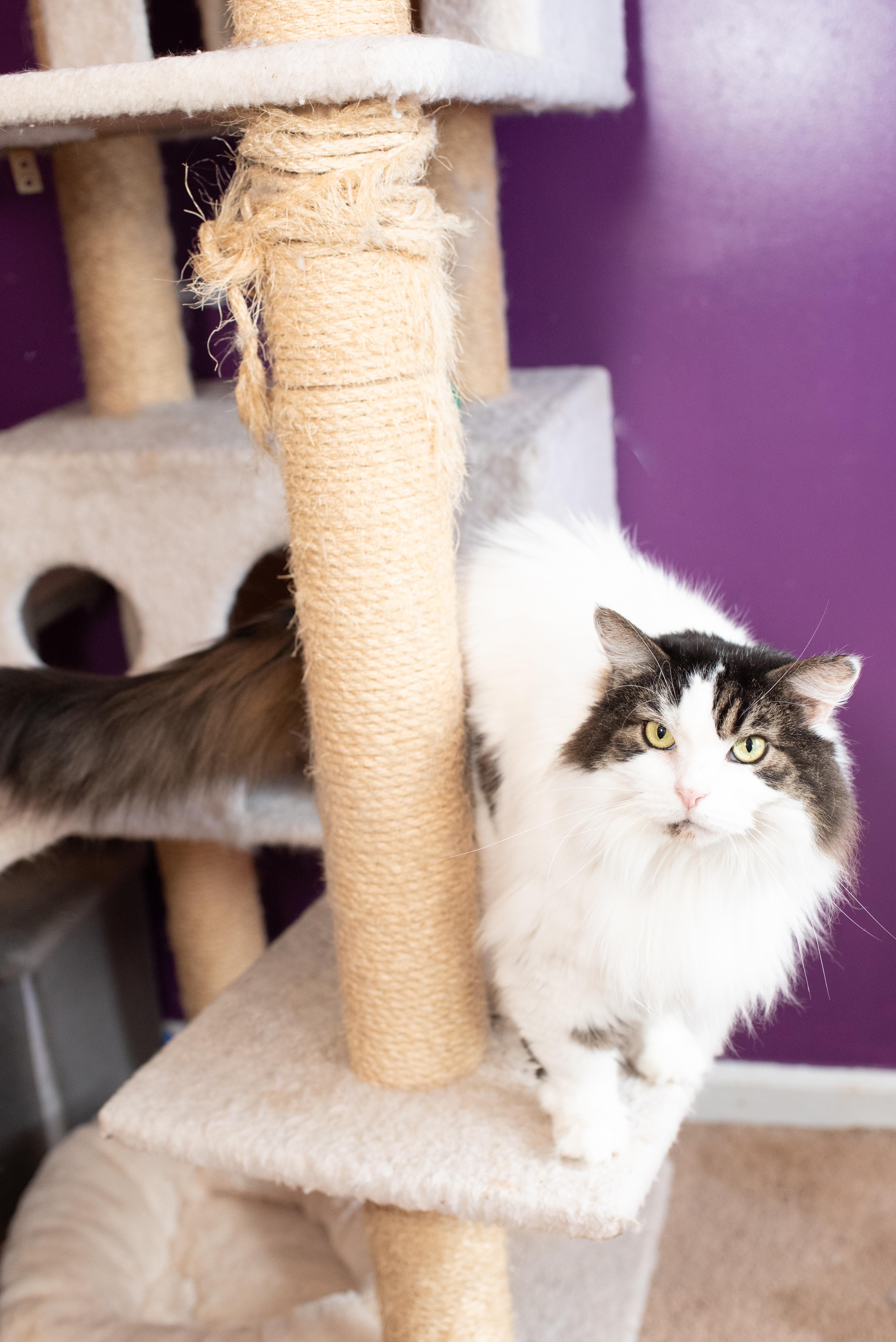 Midgie, Adoptable, Adult Female Domestic Long Hair.