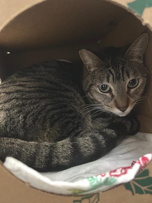 Enlarge Silvo, a ADOPTABLE Domestic Short Hair in Truckee, CA image 3/3