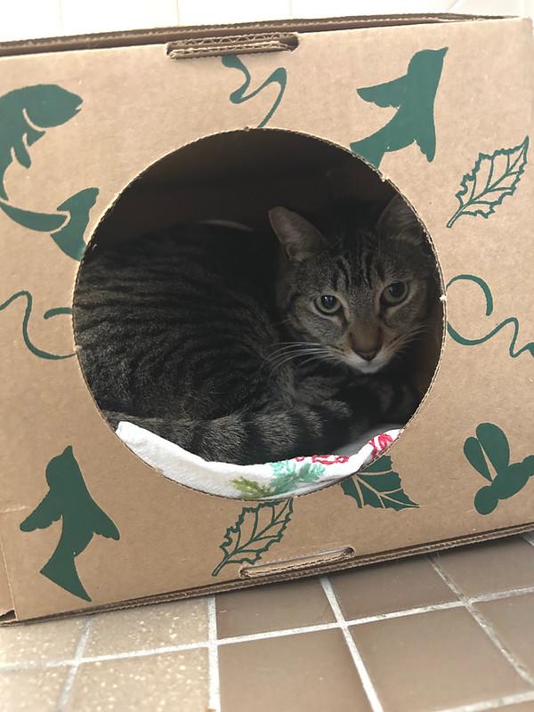 Enlarge Silvo, a ADOPTABLE Domestic Short Hair in Truckee, CA image 2/3