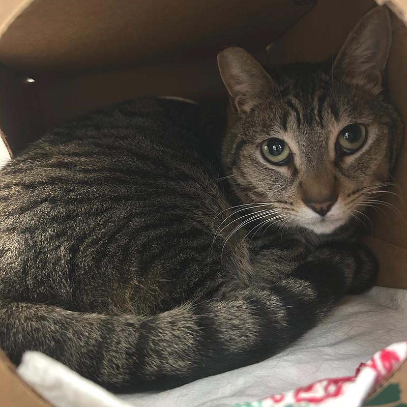 Enlarge Silvo, a ADOPTABLE Domestic Short Hair in Truckee, CA image 1/3