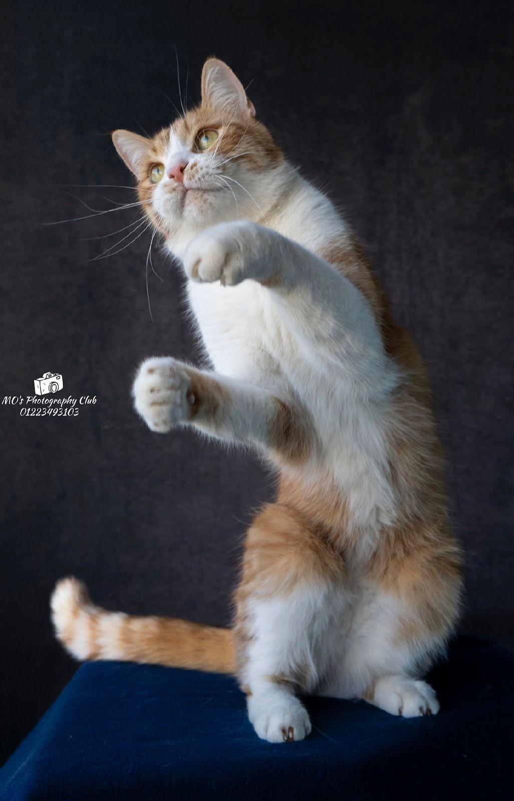 COOPER, a ADOPTABLE mixed breed in Newmarket, ON image 5/6
