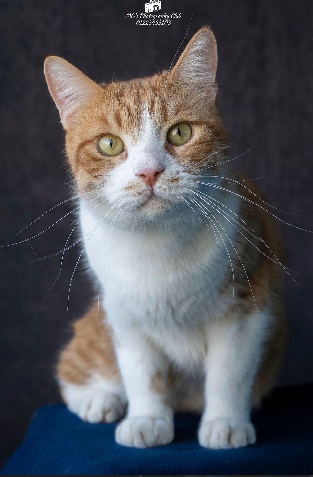 COOPER, a ADOPTABLE mixed breed in Newmarket, ON image 6/6