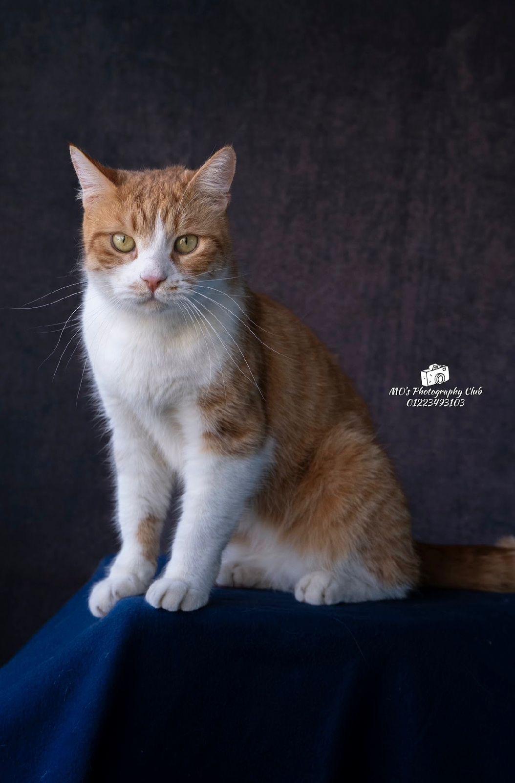 COOPER, ADOPTABLE, Young Male Domestic Short Hair.