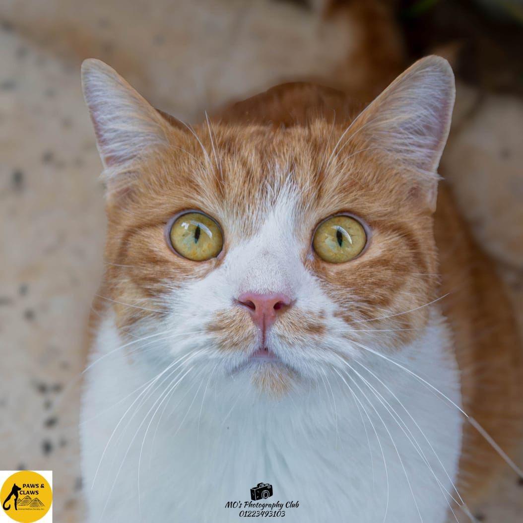 COOPER, a ADOPTABLE mixed breed in Newmarket, ON image 3/6