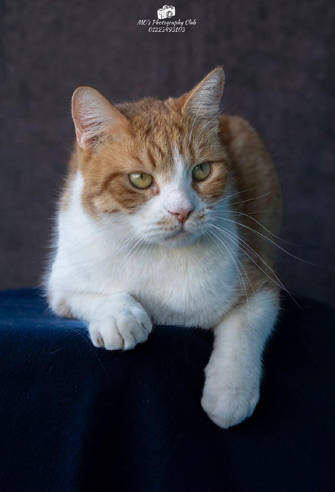 COOPER, a ADOPTABLE mixed breed in Newmarket, ON image 2/6