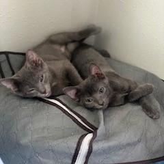 Hagrid 24-084, Adoptable, Adult Male British Shorthair & Domestic Short Hair.