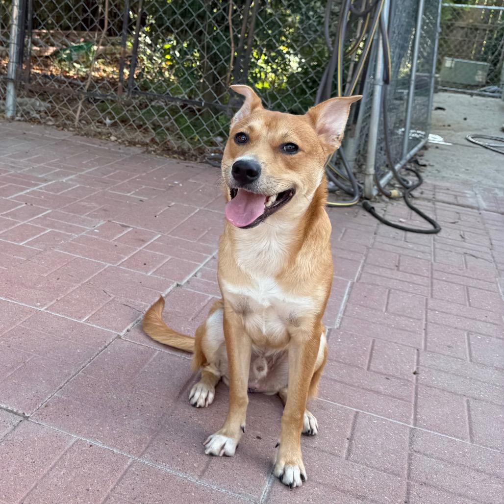 Enlarge Shiloh, a Adoptable mixed breed in Salem, NH image 2/2