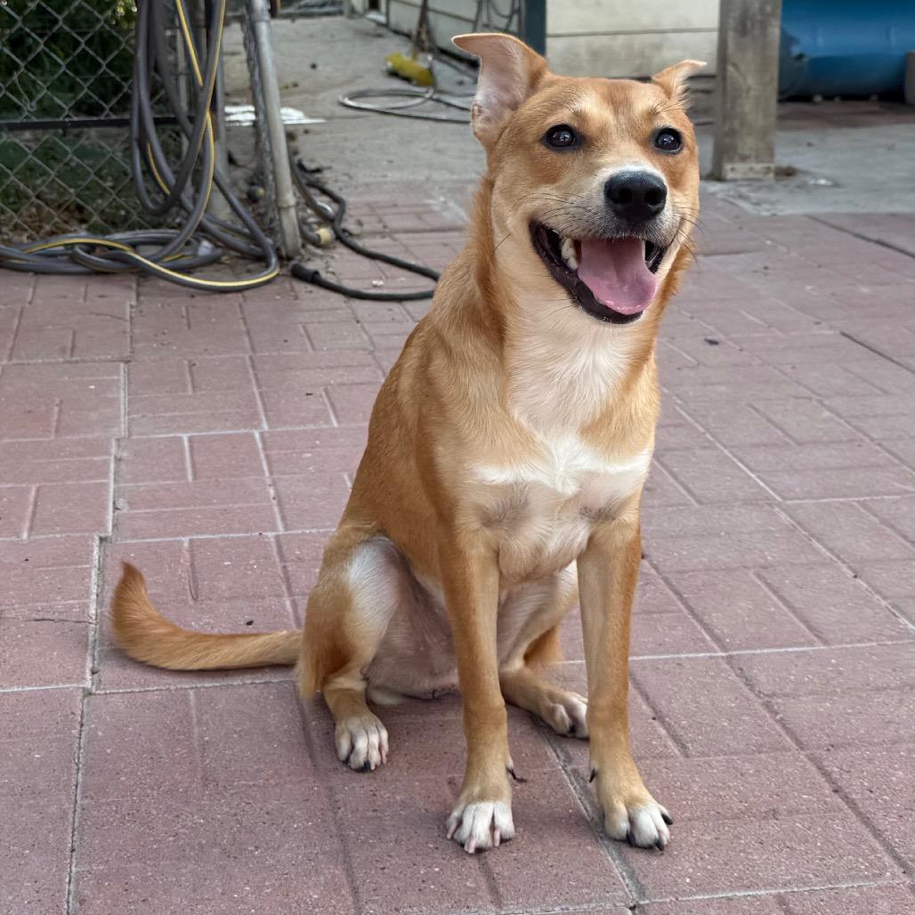 Shiloh, Adoptable, Puppy Male Carolina Dog.