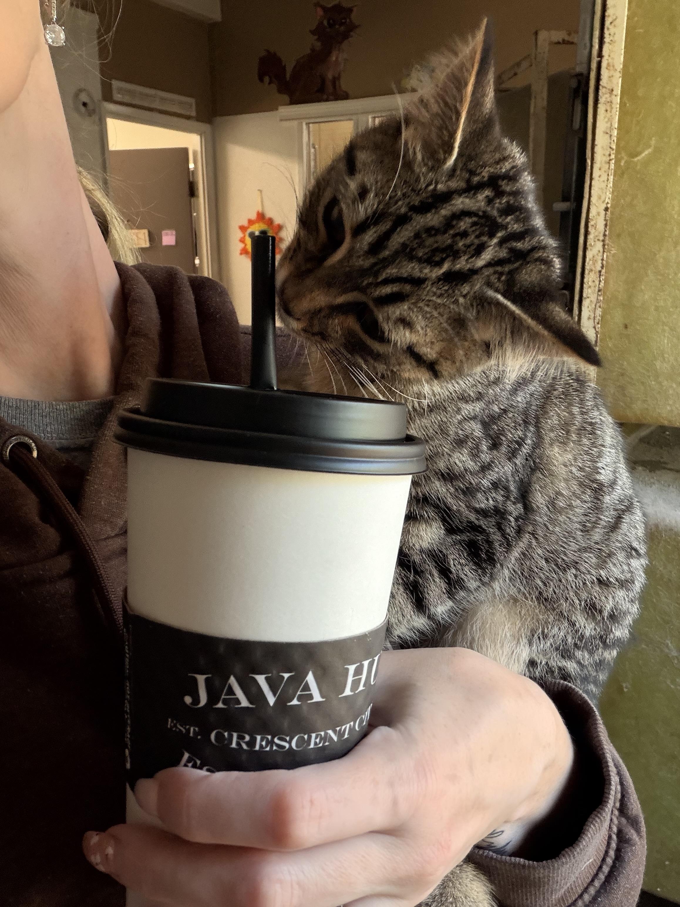 Bear, a ADOPTABLE Tabby in Crescent City, CA image 3/3