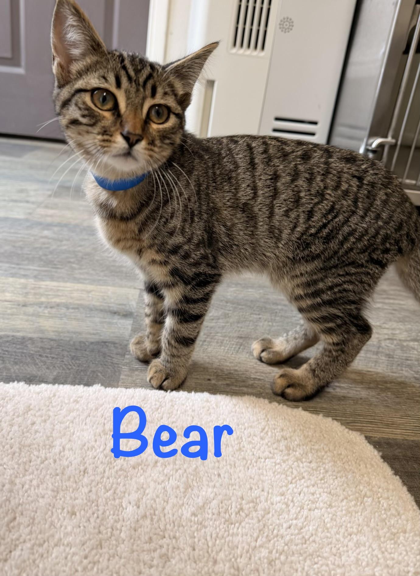 Bear, a ADOPTABLE Tabby in Crescent City, CA image 2/3