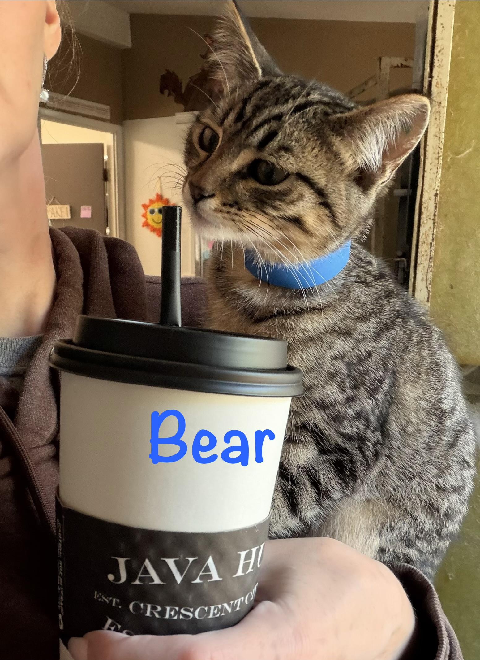 Bear, a ADOPTABLE Tabby in Crescent City, CA image 1/3