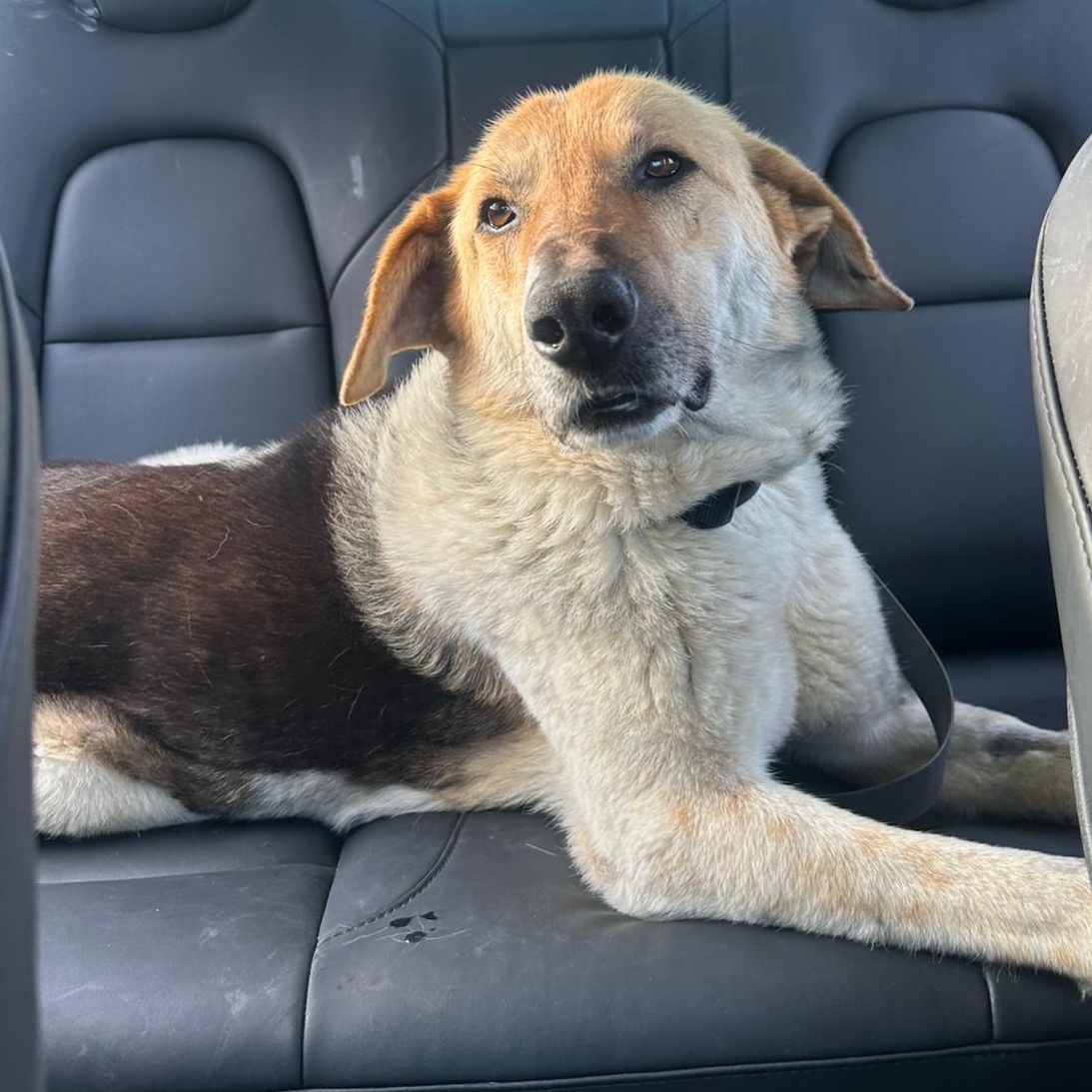 Mr. Hugger Orlo, a Adoptable mixed breed in Vancouver, BC image 2/6