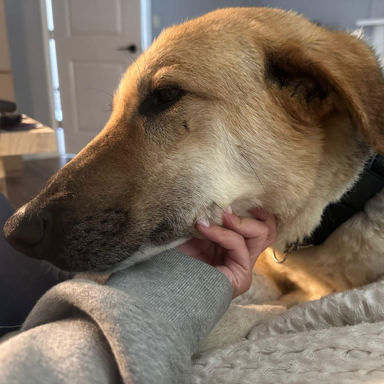 Mr. Hugger Orlo, a Adoptable mixed breed in Vancouver, BC image 3/6
