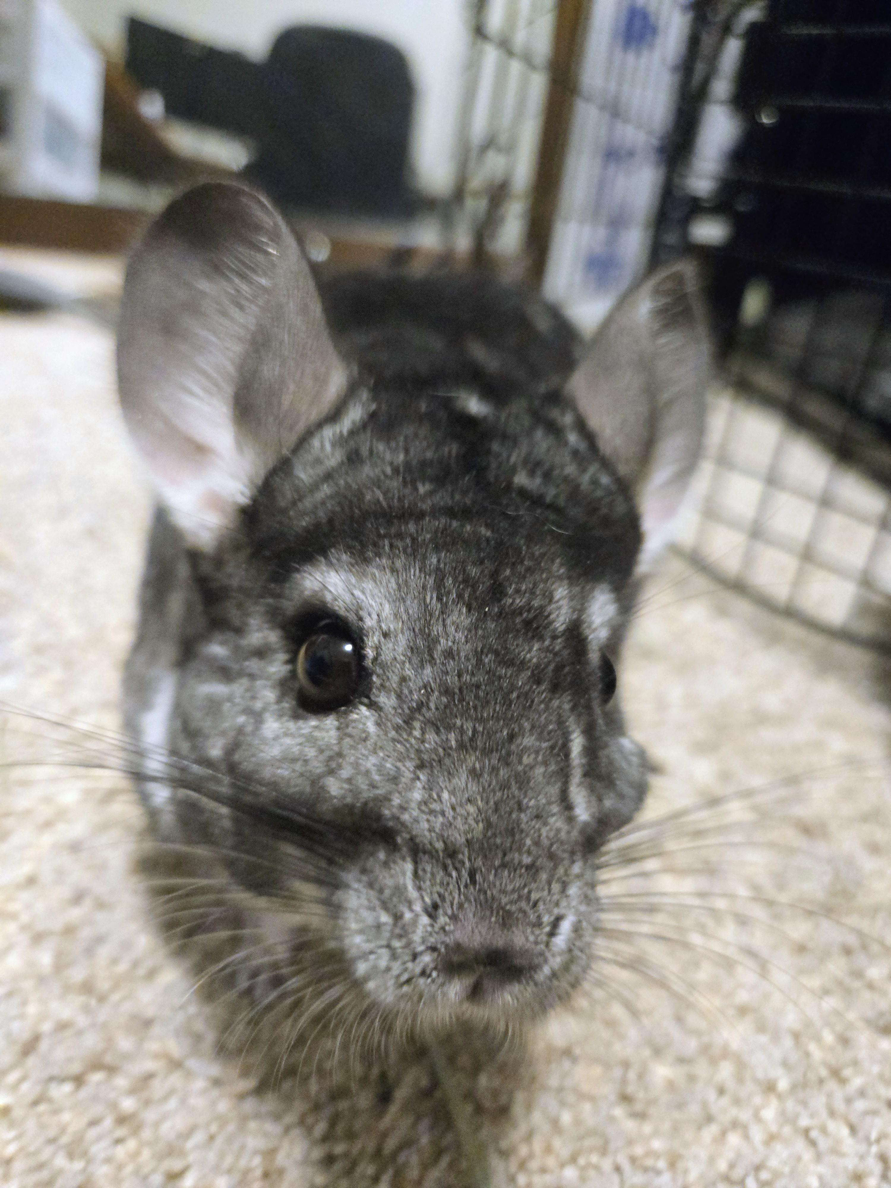 Woozle, ADOPTABLE, Adult Female Chinchilla.