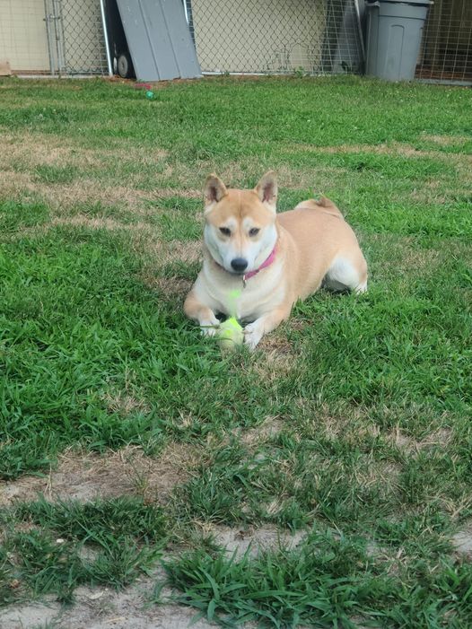 Peeva, Adoptable, Adult Male Shiba Inu.